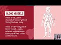 Exploring the Circulatory System Basics