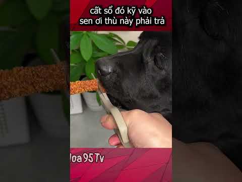 Chia không đều mặt cún dỗi