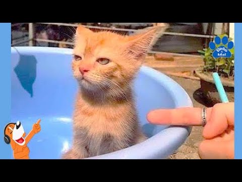 Animais engraçados - Cães e gatos engraçados - Binho e Mel #85