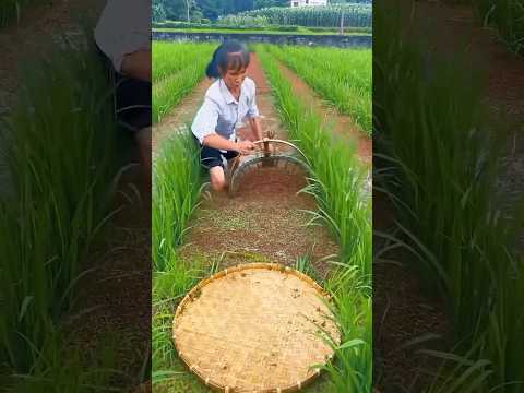 Trồng lúa nuôi cá thông minh #nongnghiep