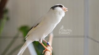 🔴 Faça seu canário chilrear instantaneamente com nosso melhor treinador de chilrear canário - PROVE