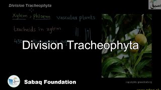 Division Tracheophytes