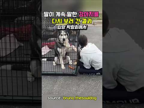 딸이 계속 말한 강아지를 다시 보러 간 결과  #강아지 #허스키 #반려동물 #dog #dogshorts