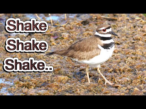 Killdeer “Foot Trembling” Feeding Behavior