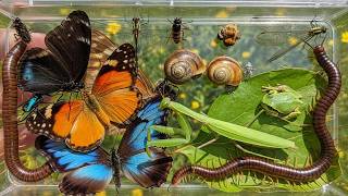 You Won’t Believe What I Found! Centipede, Frog & Snails! 🌿🐞🦎