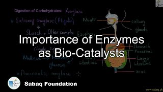 Importance of Enzymes as Bio-Catalysts