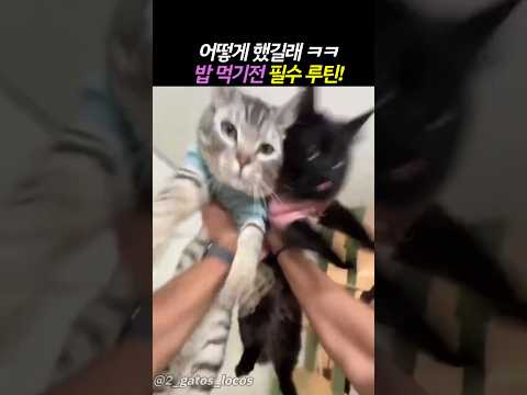 밥먹기전 꼭 이거 해줘야 밥먹음