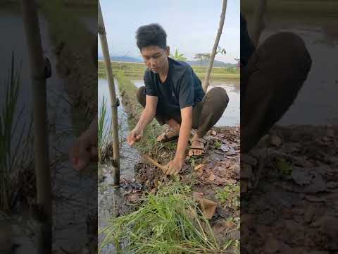 KEGIATAN DI PAGI HARI MANCING BELUT DI SAWAH BEKAS EMPANG