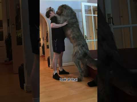Willow Justice, Attorney at Paw #lawyer #irishwolfhound #puppy