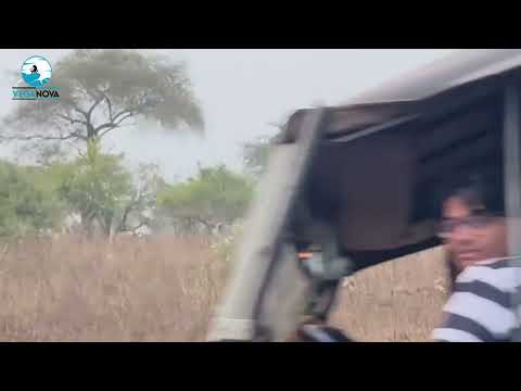 Elephants Moment In Forest | Wild Elephants in Forest | Elephants Eating