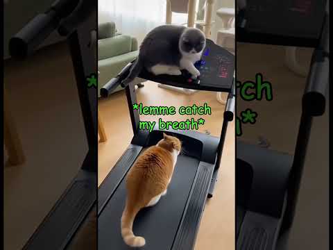 Feel The Burn...#funnycats