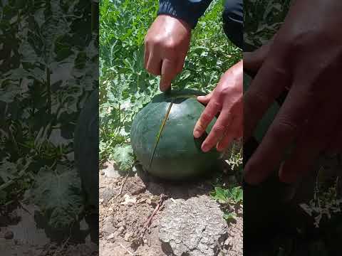 Beautiful and fresh watermelon - Watermelon cutting skills