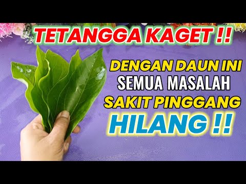 SAKIT PINGGANG,KOLESTEROL & SYARAF KEJEPIT SEMBUH DENGAN DAUN INI