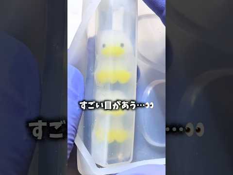 ギリ生きてるアヒルのホテルキー…ギリ生きて…る？？#resin #レジン #ハンドメイド #ホテルキー #ギリ生きてるアヒル