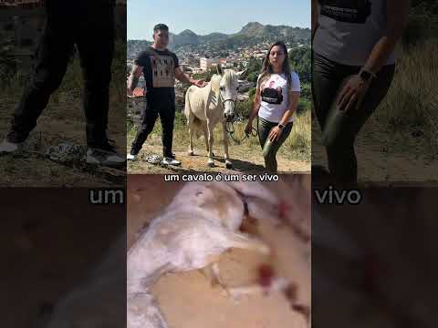 MATOU O CAVALO E FOI LIBERADO! BRASIL ACABOU! #cavalo #cachorro #gabrielmonteiro #policia #pm #ação