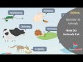 Animal Feeding Methods and Habits