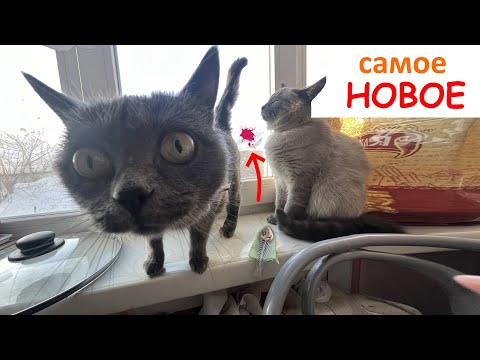 Смешные кошки, Приколы с котами с озвучкой, НОВЫЕ ПРИКОЛЫ с котиками.