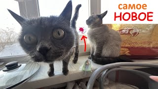 Смешные кошки, Приколы с котами с озвучкой, НОВЫЕ ПРИКОЛЫ с котиками.