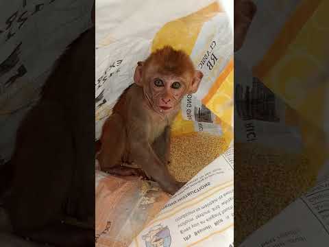 bajrang having raw rice🍚😂 #viral #helpstrays #monkey #bajrang
