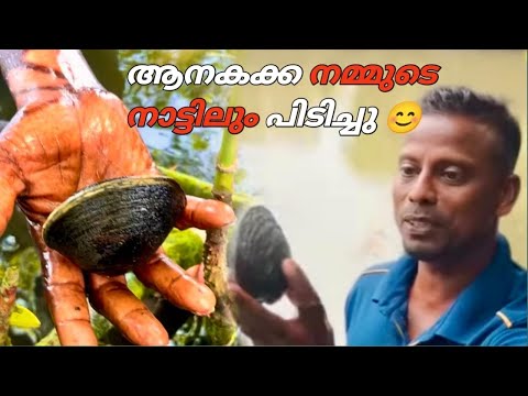 അങ്ങനെ ആനകക്ക ഇവിടേം വളർന്നു. .Mangrove Clams