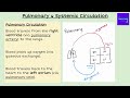 Circulatory System Concepts