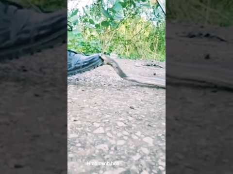 Đầu rắn còn nguy hiểm không #shortvideo #snake #dongvat #animals #wildlife #short