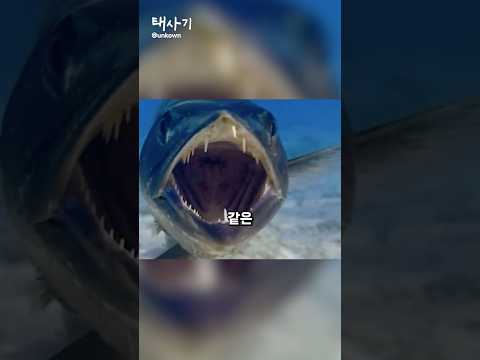 바라쿠다는 위험행