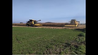 Sklizeň kukuřice na zrno 2020 - 4. část ( ZZN Polabí a.s. Kolín )