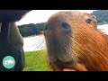 Understanding Capybara Behavior and Relationships