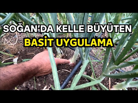 Soğanlar Neden Küçük Kalıyor? İşte Çözümü!