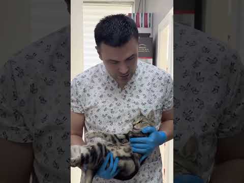 Sokak Kedisi Mestanı Kısırlaştırdık!