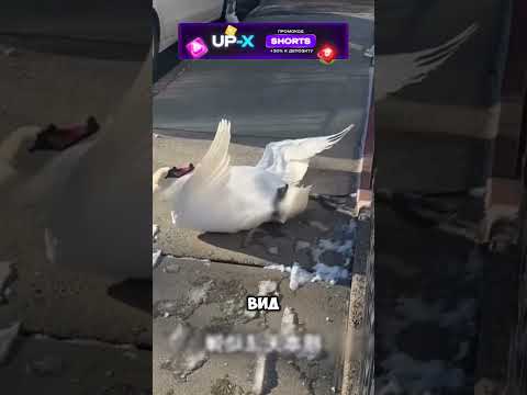 Любопытство чуть не сгубило гуся 😥