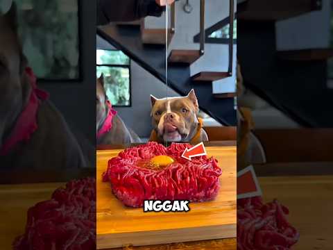 Saat Maggi Jadi Kue Favorit Para Anjing! 🐶🍜✨ #shortvideo
