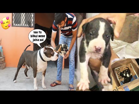 Mafia Ke Jaise dikhne wala Puppy Mil Gaya | Mafia the pitbull