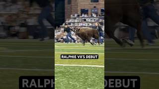 Throwback in honor of National Mascot Day 🙌🦬 #coloradobuffaloes #ralphie #collegefootball