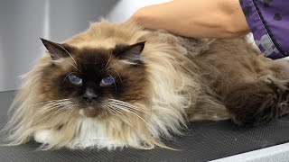 The Angriest Sweetheart I've Ever Groomed | Ragdoll Cat