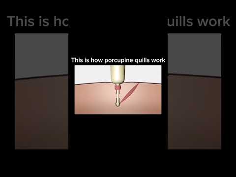 Interesting clips to watch, PART-33 #interesting #clips #science #shorts #amazing #facts