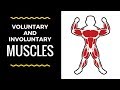 Understanding Voluntary and Involuntary Muscular Movements