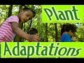 Plant Adaptations in Various Environments