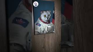 Pets and Animals memes part 2 #viral #dog #funny #shorts