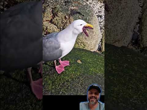 está gaivota resolveu comer o Patrick estrela ficou parecendo do mundo invertido #aquarium #ocean