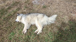 FoxTail Removal