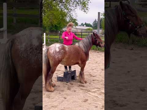 When You Buy A Horse Sight Unseen ‼️?✨#horselover #gypsyvanner #wow