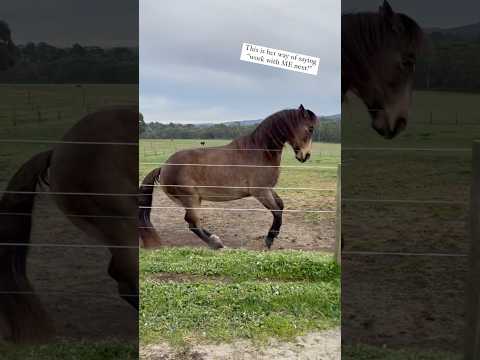 It’s my turn next! 🔥 #libertyhorsemanship #horse #equestrian #horsemanship