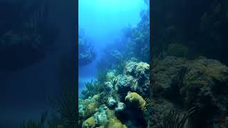 Take a dive with us as we look for the best sights and sounds in Bermuda!