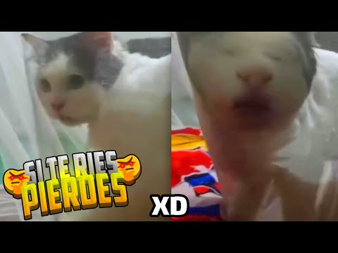 SI TE RÍES PIERDES #23 🤬 | Mejores Videos de Risa - MOMENTOS XD