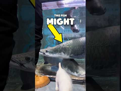Fastest fish of his aquarium