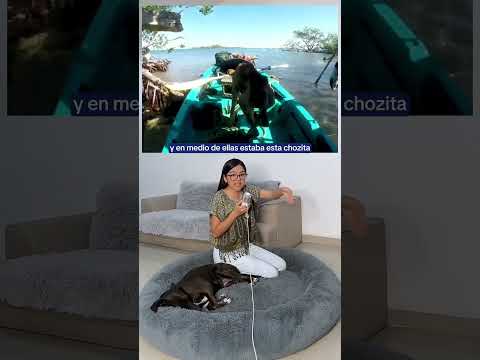 Encuentran a Perro en Medio del Mar en Isla Desierta por Casualidad