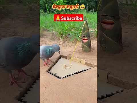 bechari kabutari Dane ki talash mein nikali the gaddhe mein kaid ho gai   #like  #share #comment 😃🕊️