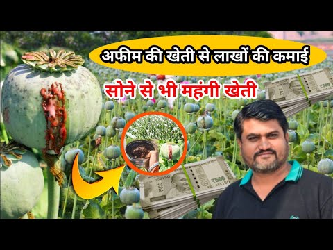 "अफीम की खेती कैसे होती है? पूरी जानकारी | Poppy Cultivation Explained" Agritech Guruji